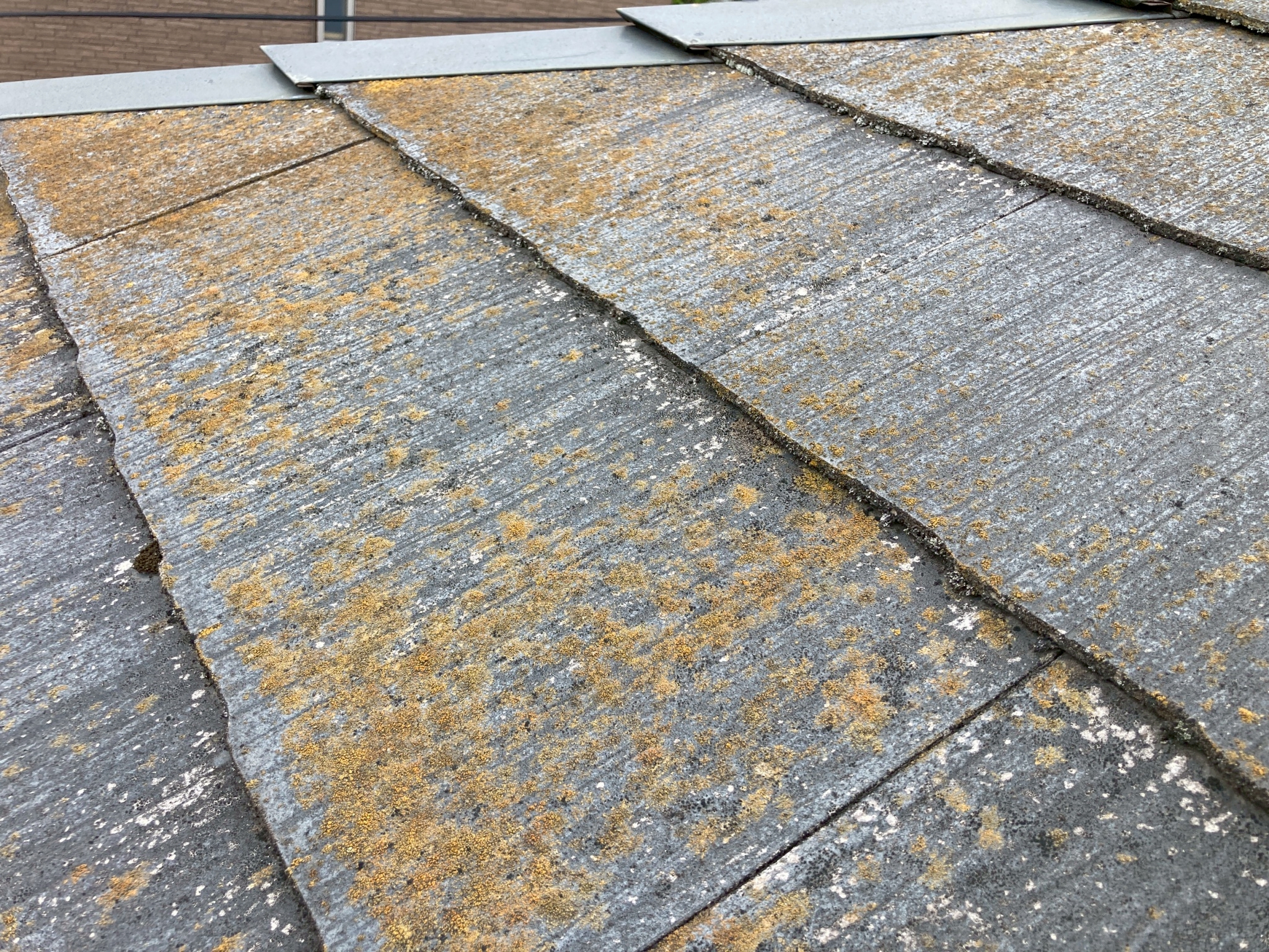 コケやカビが生えている